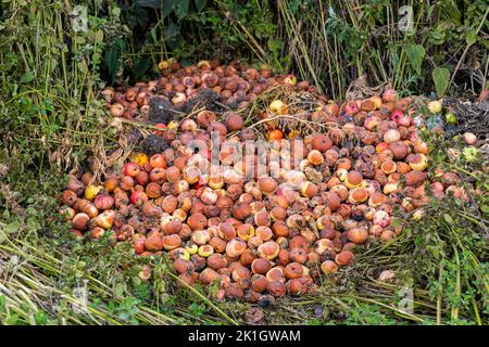 Ein Haufen fauler Äpfel liegt auf dem Boden. Fauler Apfel Stockfoto