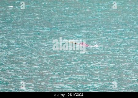 Profilporträt eines männlichen Narwals mit Stoßzahn oder Zahn, der in Buchan Gulf, Baffin Island, Nunavut, Kanada, schwimmt. Stockfoto