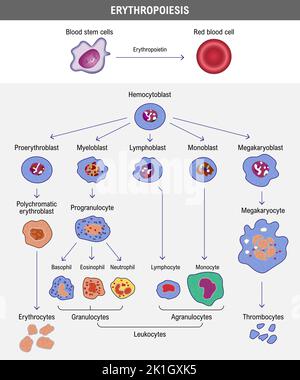 Erythropoiese. Die Entwicklung der roten Blutkörperchen. Erythrozyte. Medizinische Vektordarstellung Stock Vektor