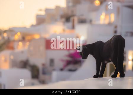 Porträt einer schwarzen Katze, die während eines goldenen Sonnenuntergangs von einem Felsvorsprung im beliebten Ferienort Oia auf der griechischen Insel Santorini, G, herabgucken kann Stockfoto