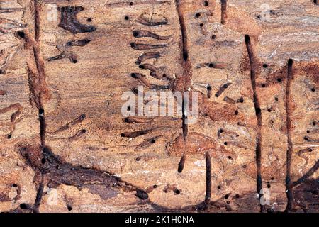 Beetle Tracks auf Scots Pine Bark. Stockfoto