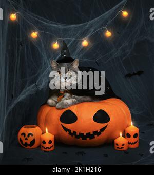 Halloween Katze im Hexenkostüm auf dunklem Hintergrund. Schottische Katze, die auf einem großen Kürbis mit einem Jack-o-Laternengesicht liegt. Stockfoto