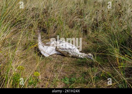 Der Körper eines toten Seevögels, einer nördlichen Gannette (Morus bassanus), an einem Strand in Cornwall, Westengland, wahrscheinlich ein Opfer der Vogelgrippe (Vogelgrippe) Stockfoto