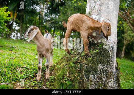 Zwei Ziegenbabys spielen auf einem Bauernhof. Dominikanische republik Stockfoto
