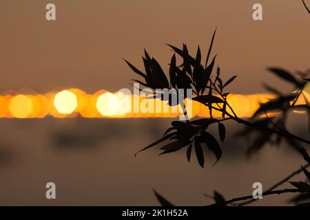 Silhoutte einer Pflanze während des Sommeruntergangs Stockfoto