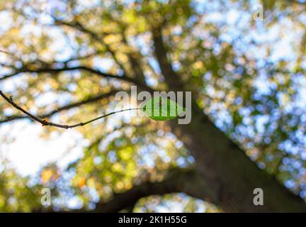 Einzelblatt mit einem verschwommenen großen Baum im Hintergrund Stockfoto