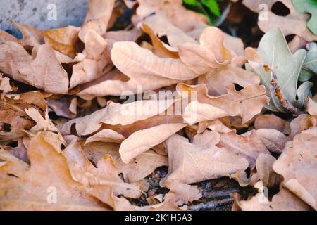 Die Blätter der Eiche sind gefallen, der Herbst beginnt Stockfoto