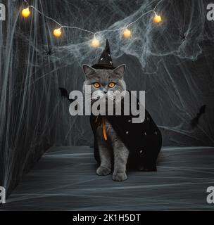 Halloween Katze. Britische Katze im Hexenkostüm auf dunklem Hintergrund mit leuchtenden Girlanden. Halloween-Konzept. Speicherplatz kopieren. Stockfoto