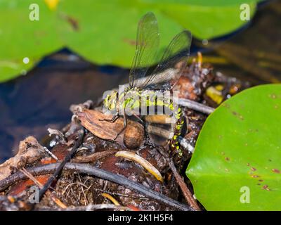 Weibliche braune und grünlich-gelbe Erwachsene Südhawker-Libelle, Aeshna-Cyanea, Ei, das in einem Devon-Teich liegt Stockfoto