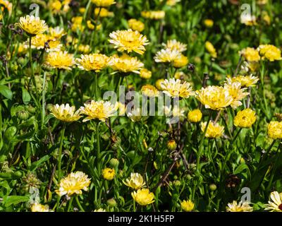 Gelbe und weiße Doppelblüten der winterharten jährlichen Ringelblume, Calendula officinalis 'Snow Princess' Stockfoto