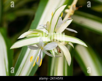 Weiße Blume und buntes immergrüner Laub eines sich entwickelnden Offsets der beliebten Spinnenpflanze Chlorophytum comosum 'Variegatum' Stockfoto