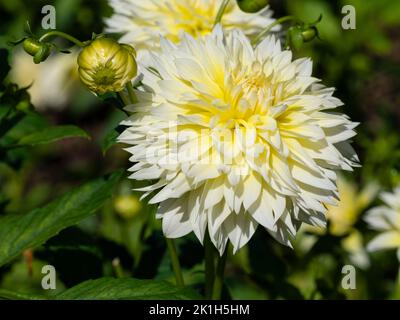 Weiche gelbe voll doppelte Blüten der halbharten Sommergrenze Staude, Dahlia 'Canary Fubuki' Stockfoto