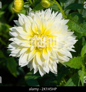 Weiche gelbe voll doppelte Blüten der halbharten Sommergrenze Staude, Dahlia 'Canary Fubuki' Stockfoto