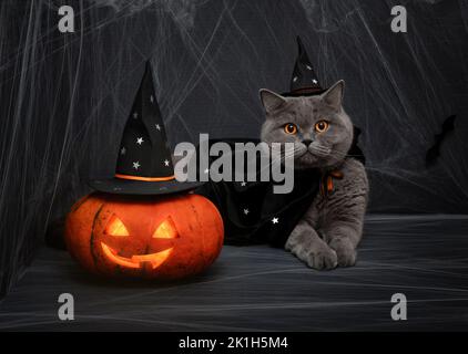 Halloween Kürbis Jack o Laterne und niedliche britische Katze in einem Zauberer Kostüm auf einem dunklen Hintergrund. Halloween Katze in einem Hexenhut und einem Mantel mit Sternen. Stockfoto