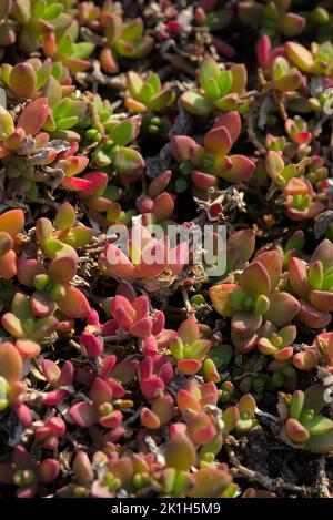 Delosperma Lineare, Mehrjährige Purslane vor der Blüte im Frühjahr Stockfoto