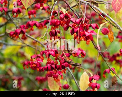 Rote Herbsthüllen und orangefarbene Früchte des winterharten Koraen-Spindelstrauch Euonymus planipes Stockfoto