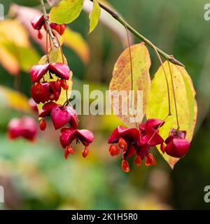 Rote Herbsthüllen und orangefarbene Früchte des winterharten Koraen-Spindelstrauch Euonymus planipes Stockfoto