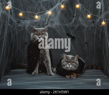 Zwei Katzen in Manteln auf dunklem Hintergrund mit leuchtenden Girlanden und Spinnweben. Halloween Katzen in Hexen- oder Vampirkostümen. Stockfoto
