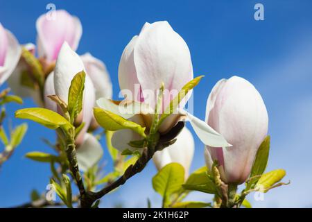 7. April 2020, die atemberaubenden weißen Blüten von Magnolia Stellaria vor blauem Himmel, als sie sich in einem Garten in Bangor County Down in Nort zu öffnen beginnen Stockfoto