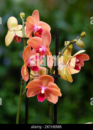 Rot gefleckte Blüten einer zarten Hauspflanze Phalaenopsis Hybrid, Mottenorchidee Stockfoto