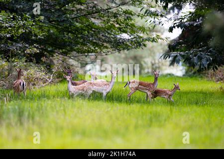 Ein gemischter Schwarm europäischer Brachhirschdaten bei einer Waldfahrt auf dem Raynham Estate, North Norfolk, großbritannien Stockfoto