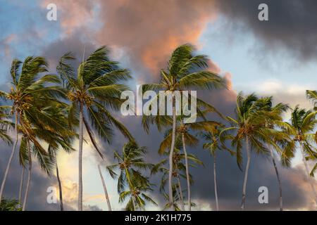 Kokospalmen gegen Sonnenuntergang Himmel und rosa Wolken. Tropischer Dschungelwald, Panorama-Natur-Banner. Idyllische Naturlandschaft, Blick nach oben, tief Stockfoto