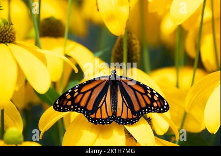 Ein Monarch Butterfly, Danaus plexippus, trocknet seine Flügel und bestäubt eine Rudbeckia Blume in einem Garten in Speculator, NY, USA Stockfoto