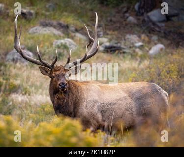 Bullen-Elch (cervius canadensis), der breitseitig steht, während er seinen Harem während der Herbstniederung im Rocky Mountain National Park, USA, beobachtet Stockfoto