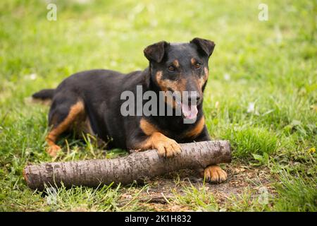 Ausgewachsener verspielter Hund der Jagdterrier Rasse auf grünem Gras Stockfoto