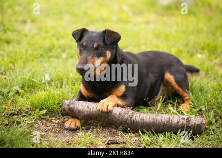 Ausgewachsener verspielter Hund der Jagdterrier Rasse auf grünem Gras Stockfoto