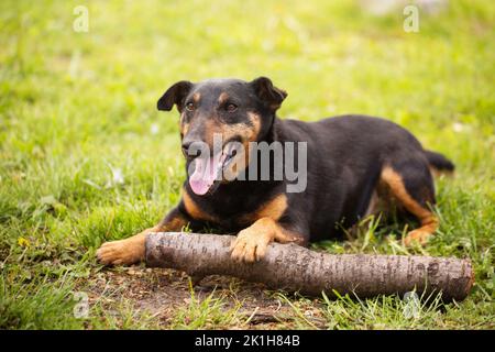 Ausgewachsener verspielter Hund der Jagdterrier Rasse auf grünem Gras Stockfoto