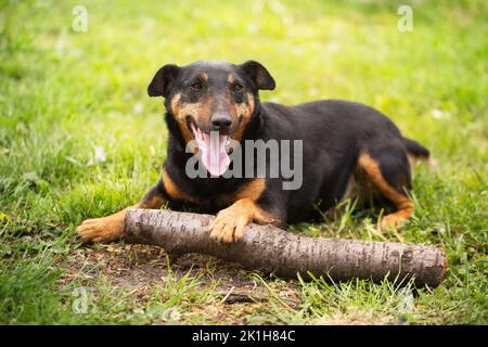 Ausgewachsener verspielter Hund der Jagdterrier Rasse auf grünem Gras Stockfoto