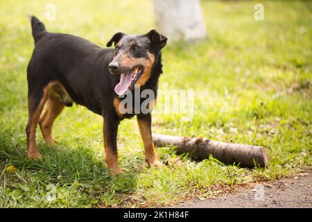 Ausgewachsener verspielter Hund der Jagdterrier Rasse auf grünem Gras Stockfoto