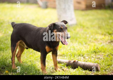 Ausgewachsener verspielter Hund der Jagdterrier Rasse auf grünem Gras Stockfoto