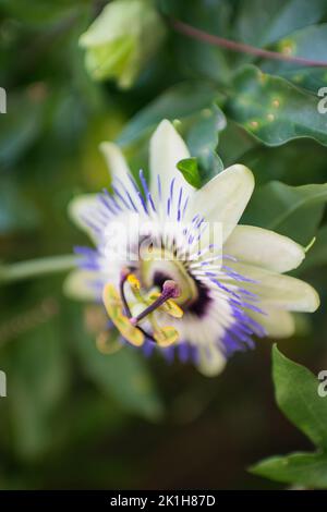 Passiflora caerulea, bekannt als blaue Passionsblume, bluecrown Passionsblume oder gemeinsame Passionsblume. Seine Blüten haben einen markanten Rand von koronalem Fil Stockfoto