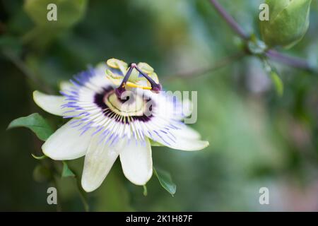 Passiflora caerulea, bekannt als blaue Passionsblume, bluecrown Passionsblume oder gemeinsame Passionsblume. Seine Blüten haben einen markanten Rand von koronalem Fil Stockfoto