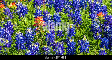 Felder von Texas Wildblumen im April in der Nähe von Whitehall, Texas. Stockfoto