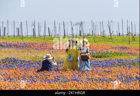 Touristen, Fotografen und Felder von Texas Wildblumen im April in der Nähe von Whitehall, Texas. Stockfoto