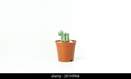 Sukkulente Kaktuspflanze isoliert auf weißem Hintergrund. Kaktus im Blumentopf. Sukulenten Hintergrund. Selektiver Fokus inklusive. Stockfoto