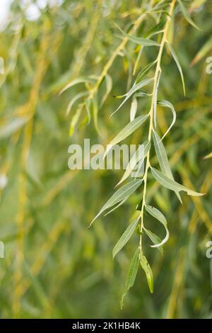 Weidenzweige, Schärfentiefe, grüner Hintergrund mit Blättern. Stockfoto