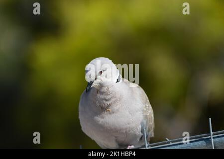 Eurasian collared dove Stockfoto