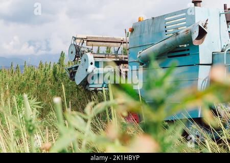Harvester sammelt Hanfpflanzen auf der Plantage. CBD-Hanfpflanze für den kommerziellen Gebrauch Stockfoto