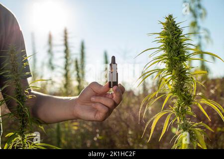 Farmer Hände, unter Hanfpflanzen auf dem Feld, öffnen Pipettenflasche und tropfende CBD-Öltropfen Stockfoto