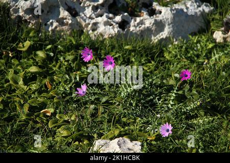 Breitblättrige Anemone (Anemone hortensis) auf der felsigen Klippe der Adria in Apulien, Italien Stockfoto