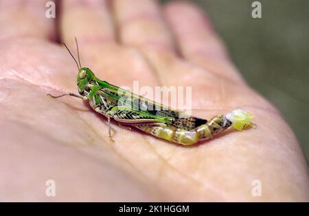 Eine Pestheuschrecke legt weiterhin Eier auf die Hand. Stockfoto