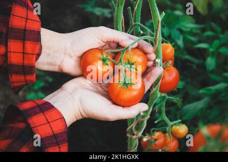 Hände mit roten reifen Tomaten, Tomate aus der Rebe im Gewächshaus pflücken Stockfoto
