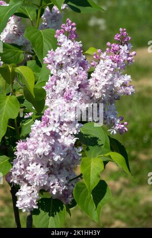 Syringa vulgaris 'Krasavica Moskvy', Blume, Flieder, Blüte, duftend, Blüten Syringa lila weiß Lavendel Farbe Stockfoto