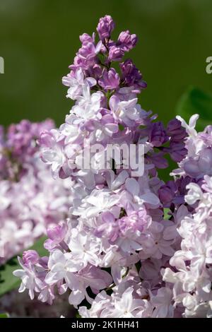 Syringa 'Beauty of Moscow' Flieder Syringa vulgaris schöne Fliederblüte weiße Lavendelfarbe Stockfoto