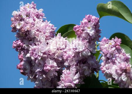 Schöne Syringa lilac, duftend, duftend, lilac, Lavendelfarbe, Syringa, Blüte Stockfoto