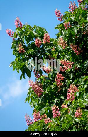 Aesculus carnea Tree Red Horse Kastanie blühend Aesculus x carnea Briotii Stockfoto